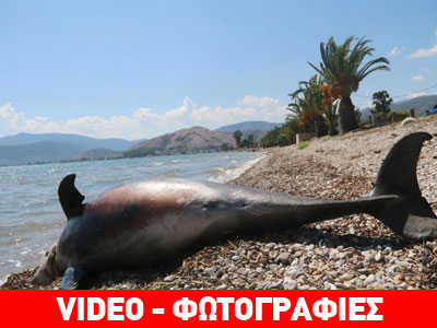 Δελφίνι ξεβράστηκε σε παραλία του Άργους