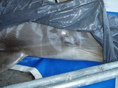 «Ravers» σκότωσαν δελφίνια με ναρκωτικά!