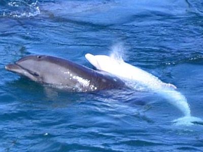 Σοκ: Δελφίνι αυτοκτόνησε μόλις αιχμαλωτίστηκε το μικρό του