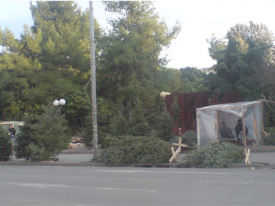 Χριστουγεννιάτικο δέντρο: κι όμως είναι οικολογικό!