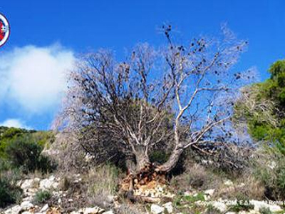 SOS στον Υμηττό – τα πεύκα «πεθαίνουν» από μυστηριώδη επιδημία
