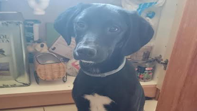 Χαμένη εδώ και 3 εβδομάδες μαύρη σκυλίτσα στα Βριλήσσια