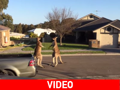 Καγκουρό λύνουν τις διαφορές τους παίζοντας… μποξ!