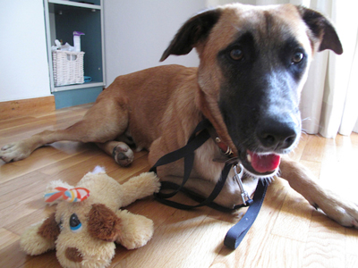 Επείγει η υιοθεσία σκύλου που χτυπήθηκε από όχημα