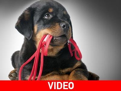 Εφαρμογή κινητού για να γίνεται η βόλτα του σκύλου σας… κοινωνικό παιχνίδι!