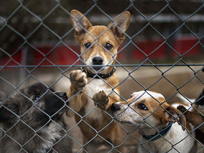 «Συνάντηση για τη Φιλοζωική Κουλτούρα στην Ελλάδα του Σήμερα»
