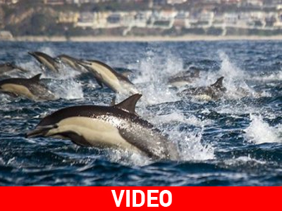 Υπερ-αγέλη δελφινιών εντοπίστηκε στην Καλιφόρνια