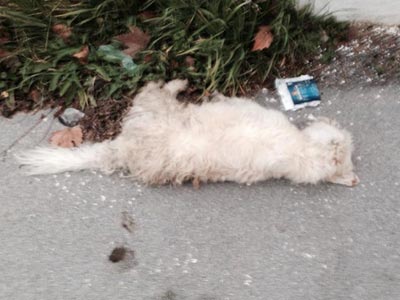 «Επιδημία» οι δηλητηριάσεις σκύλων στο Δροσάτο του Κιλκίς