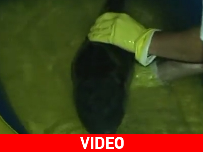 Συγκινητικές προσπάθειες διάσωσης δελφινιού στην Κόρινθο