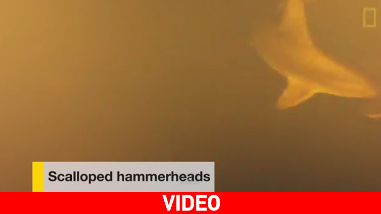 Καρχαρίες κολυμπούν μέσα σε κρατήρα ενεργού ηφαιστείου