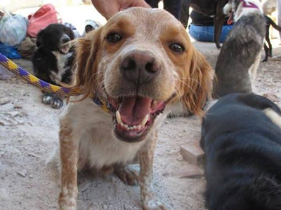 Πανέμορφα σκυλάκια του δήμου της Αθήνας ψάχνουν τον άνθρωπό τους