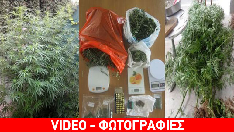 Αταλάντη: Καλλιεργούσε στην αυλή του χασισόδεντρα τριών μέτρων