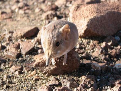 Και όμως: Ανακαλύφθηκε νέο θηλαστικό «διασταύρωση» ποντικιού-ελέφαντα