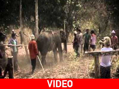 Ταϊλάνδη: Πώς οι τουρίστες αφανίζουν τους ελέφαντες