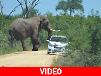 Πήγαν για σαφάρι και λαχτάρησαν από ελέφαντα!