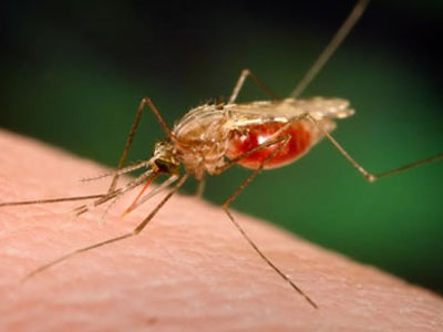 Η κλιματική αλλαγή ευθύνεται (και) για την αύξηση της ελονοσίας