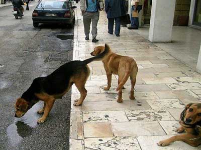 Οργισμένη απάντηση φιλόζωων στις φήμες περί κτηνοβασίας από Γερμανούς σε… ελληνικά αδέσποτα