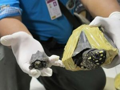Συνελήφθη με 500 σπάνιες χελώνες στις αποσκευές του Συνελήφθη με 500 σπάνιες χελώνες στις αποσκευές του
