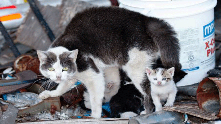 «Ολοκαύτωμα» στην Αυστραλία: ετοιμάζουν τη θανάτωση δύο εκατ. γατιών για την προστασία της άγριας πανίδας