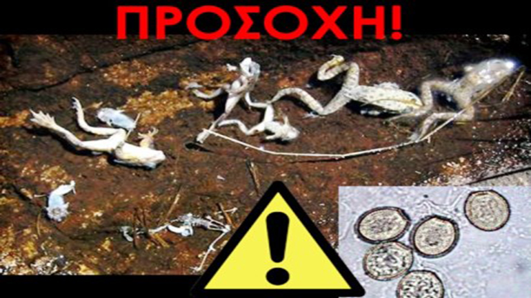 Φονικός μύκητας απειλεί τα βατράχια στον υγρότοπο Μουστού