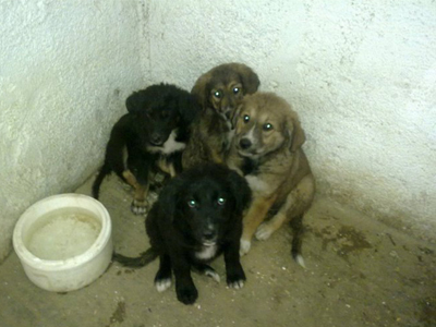 Καταγγελίες για δολοφονίες ζώων στο Τελωνείο Ευζώνων