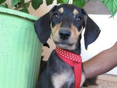 Υιοθετήστε πανέμορφα, φιλικά σκυλάκια από το καταφύγιο της Αθήνας