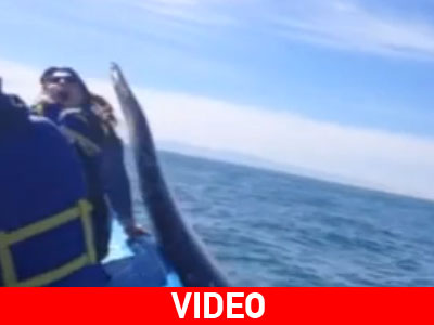 Κι όμως συνέβη: Φάλαινα «χαστούκισε» τουρίστρια!