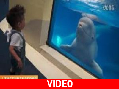 Πανέξυπνο είδος φάλαινας παίζει μπουγέλο με… αγοράκι!