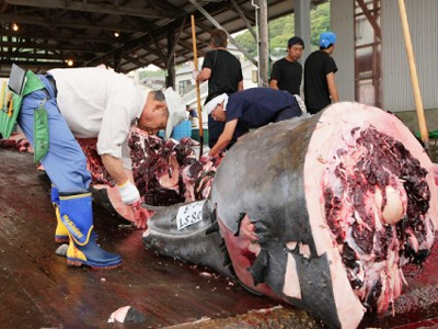 Μεγάλη νίκη της… ζωής: απαγορεύτηκε η φαλαινοθηρία και στην Ιαπωνία