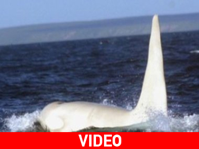 Εθεάθη φάλαινα-δολοφόνος στη Ρωσία για πρώτη φορά