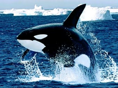 Οι φάλαινες μπορούν να ρυθμίσουν την ακοή τους