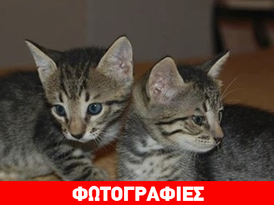 Υιοθετήστε πανέμορφα γατάκια