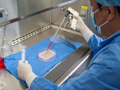 Κόλποι γυναικών και ρουθούνια μύτης καλλιεργήθηκαν και εμφυτεύθηκαν επιτυχώς