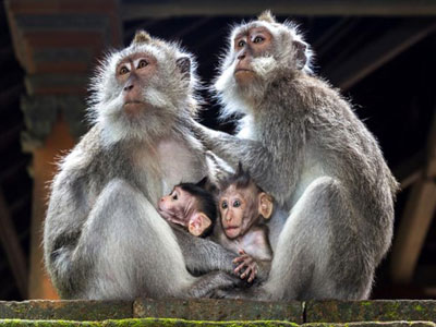 Οι μακάκοι αναγνωρίζουν την οικογένειά τους ακόμα και αν χωριστούν μετά τη γέννα