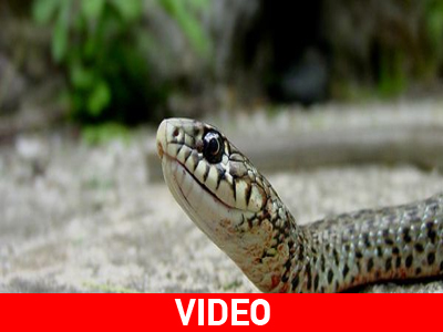 Φίδια κάνουν την εμφάνισή τους στη Λαμία…