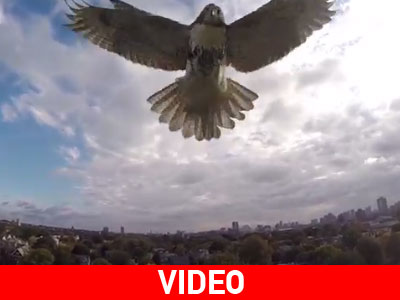 Γεράκι καταρρίπτει ιπτάμενο ελικοπτεράκι!