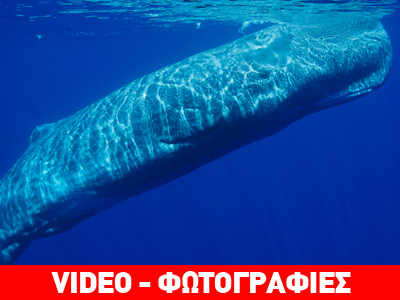 Θηλαστικά του Αιγαίου: Μοιραζόμαστε το ίδιο σπίτι… μάθαμε να ζούμε μαζί;