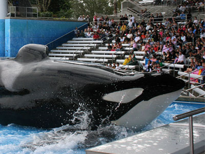 Όρκα, η δολοφόνος-φάλαινα στην κυριολεξία: σκότωσε ξανά μετά από 23 χρόνια