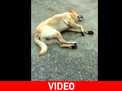 Σοκ: Σκύλος ξεψυχάει στα Τρίκαλα από κατανάλωση φόλας