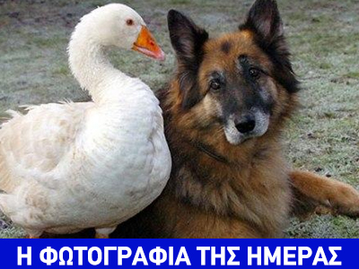 Ο έρωτας… είδος δεν κοιτά!