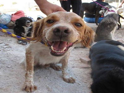 Υιοθετήστε και σώστε πανέμορφα σκυλάκια από το καταφύγιο του δήμου Αθηναίων