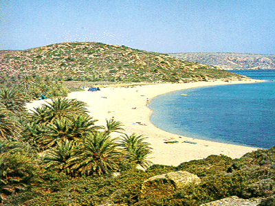 Έκκληση του WWF για τη διάσωση του φοινικόδασους του Βάι