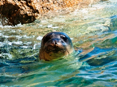 Αλόννησος: Ο Φωκίωνας επέστρεψε στη θάλασσα