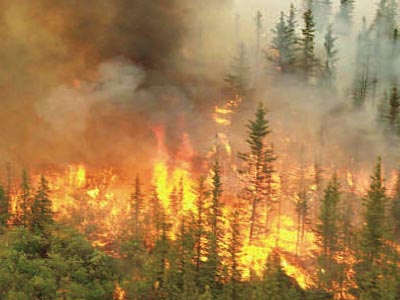 Η κλιματική αλλαγή αποτελεί απειλή για τα δάση μας