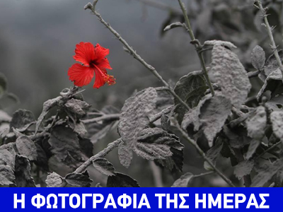 Ζωή μέσα από τις στάχτες στην κυριολεξία!