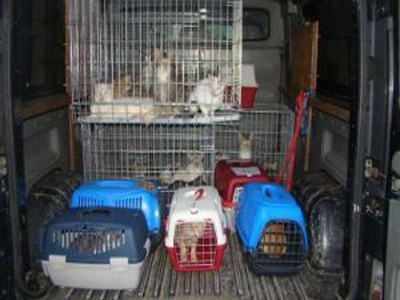 Κακοποιούσε δεκάδες γάτες κάνοντας ανατριχιαστικά πειράματα