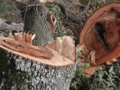 Προτάσεις για περιορισμό της λαθροϋλοτομίας