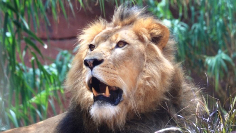 Τα λιοντάρια εξαφανίζονται λόγω του «Νόμου Κλιμάκωσης Ισχύος»