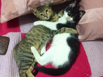 Νεογέννητα, πανέμορφα και χωρίς κόστος εμβολίου και στείρωσης! Υιοθετήστε τα!