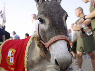 Απεβίωσε ο… γάϊδαρος-σύμβολο των αμερικάνων πεζοναυτών